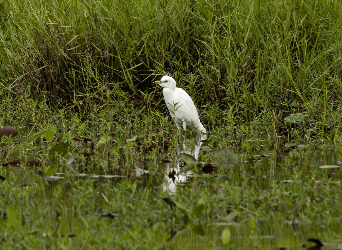 Western Cattle-Egret - ML638318757