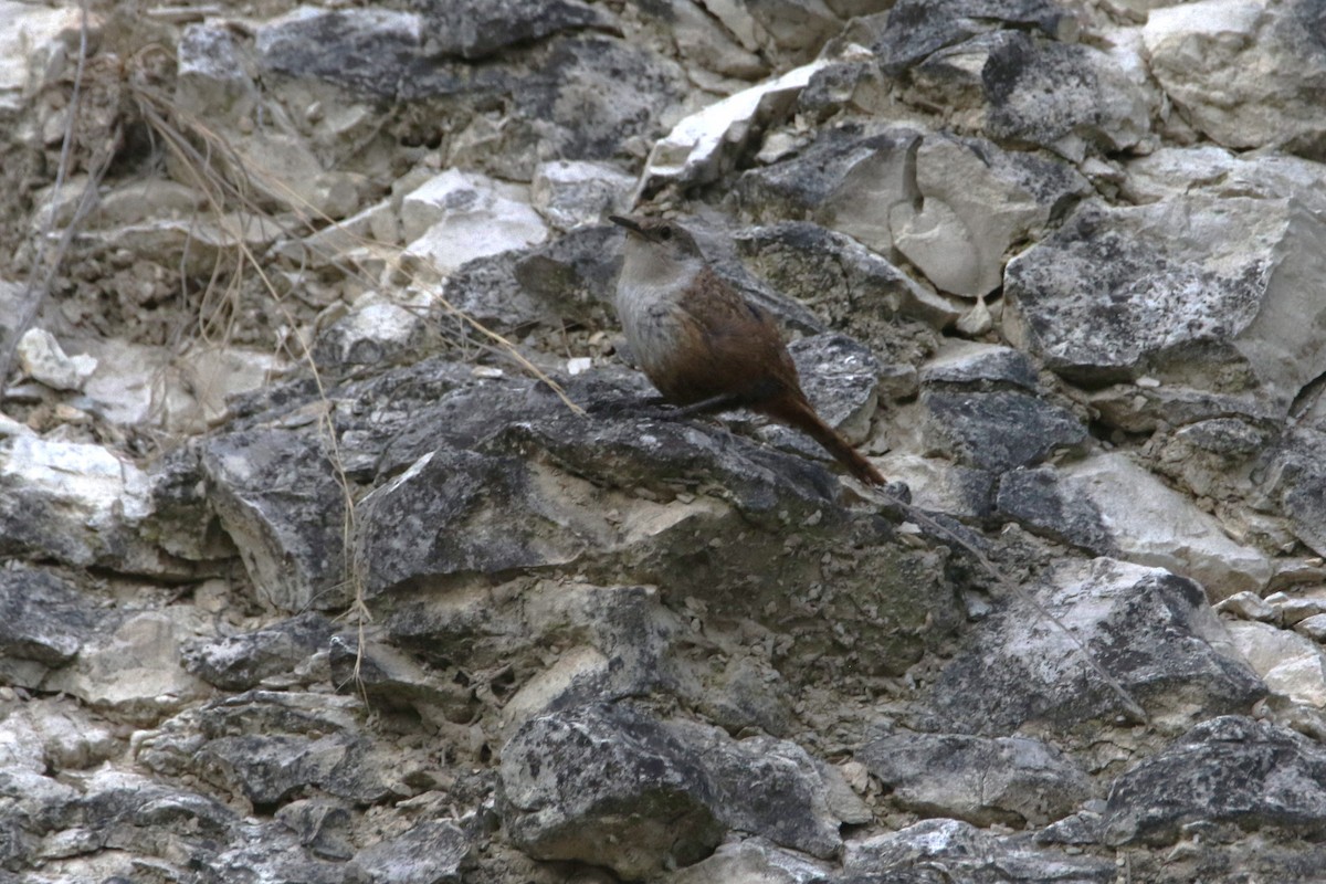 Canyon Wren - ML638318761