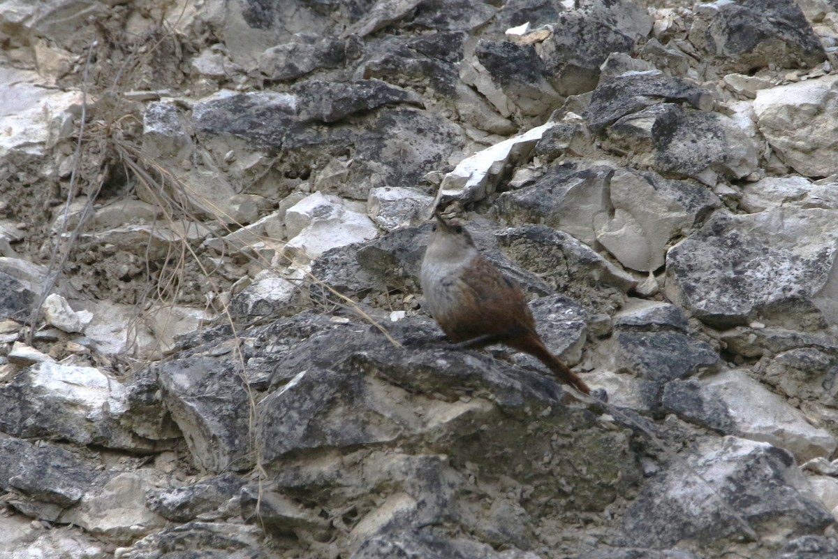 Canyon Wren - ML638318764
