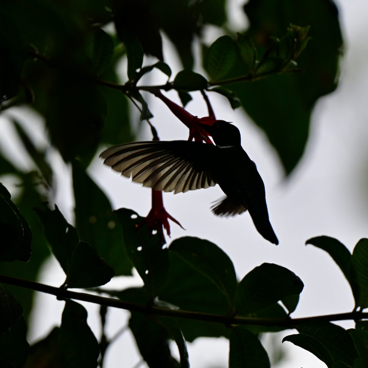 Violettscheitelkolibri - ML638318768