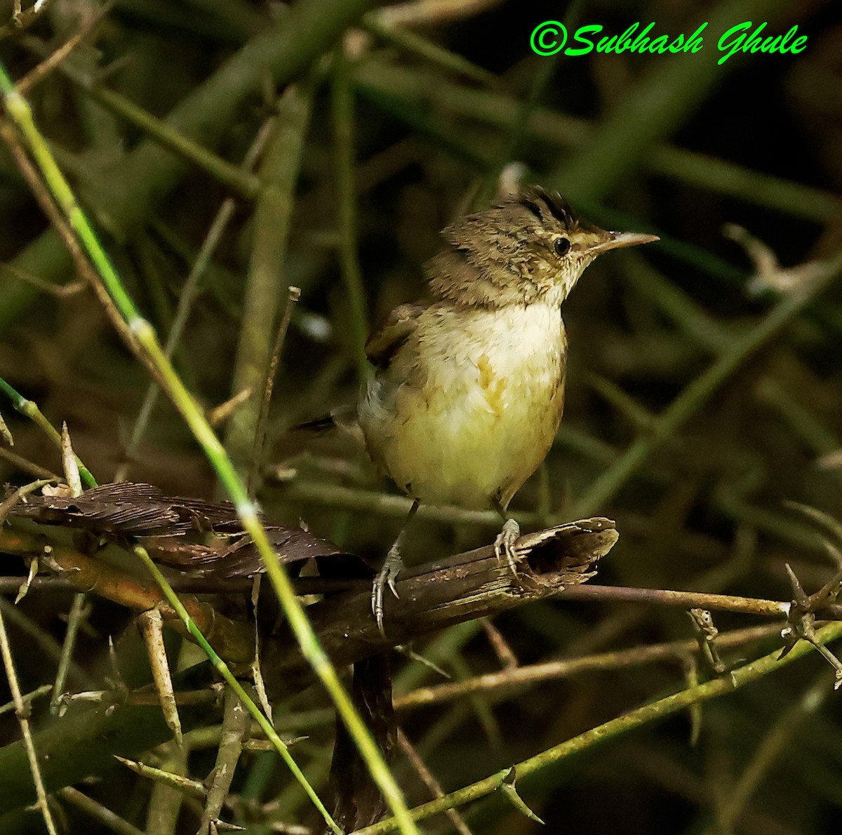 Blyth's Reed Warbler - ML638318770