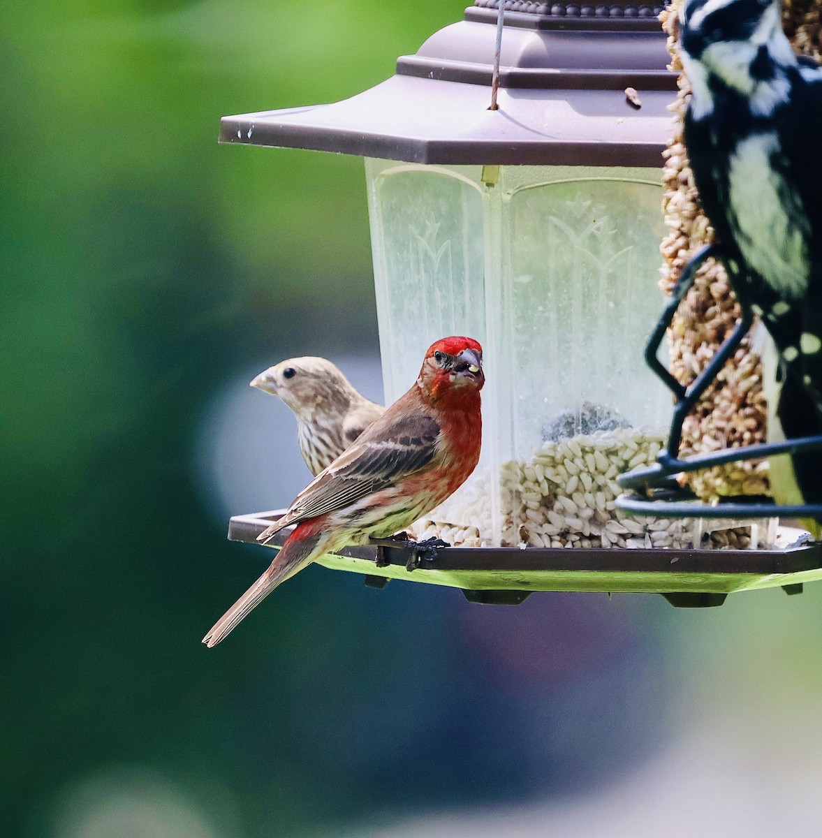 House Finch - ML638318771