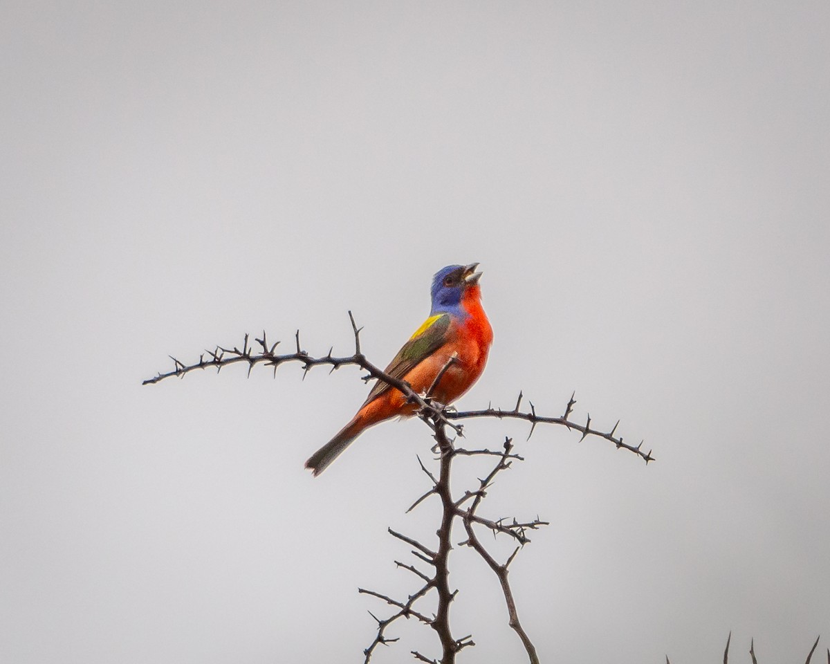 Painted Bunting - ML638318777