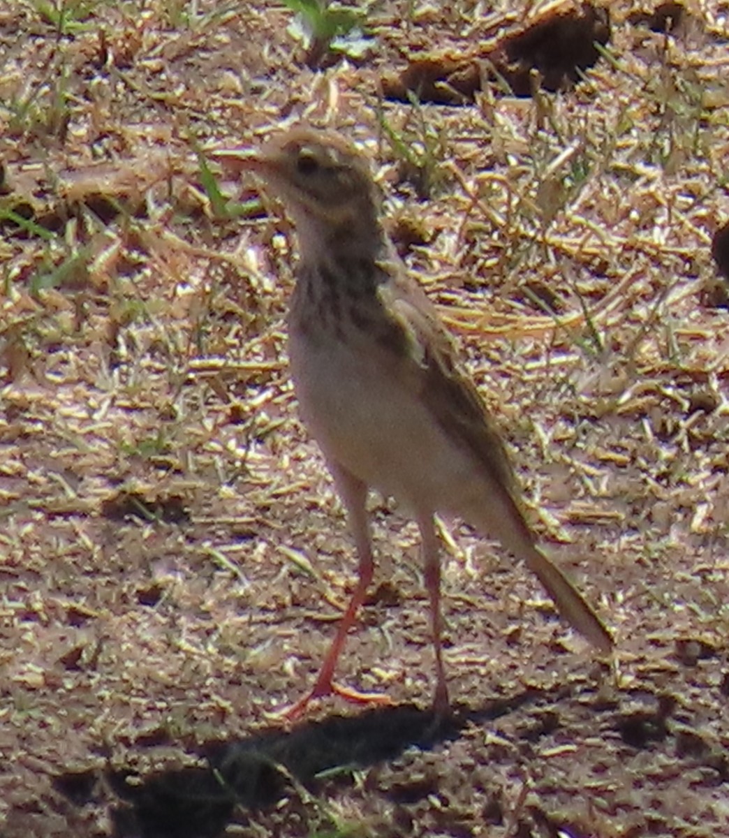 Eastern Long-billed Lark - ML638318798