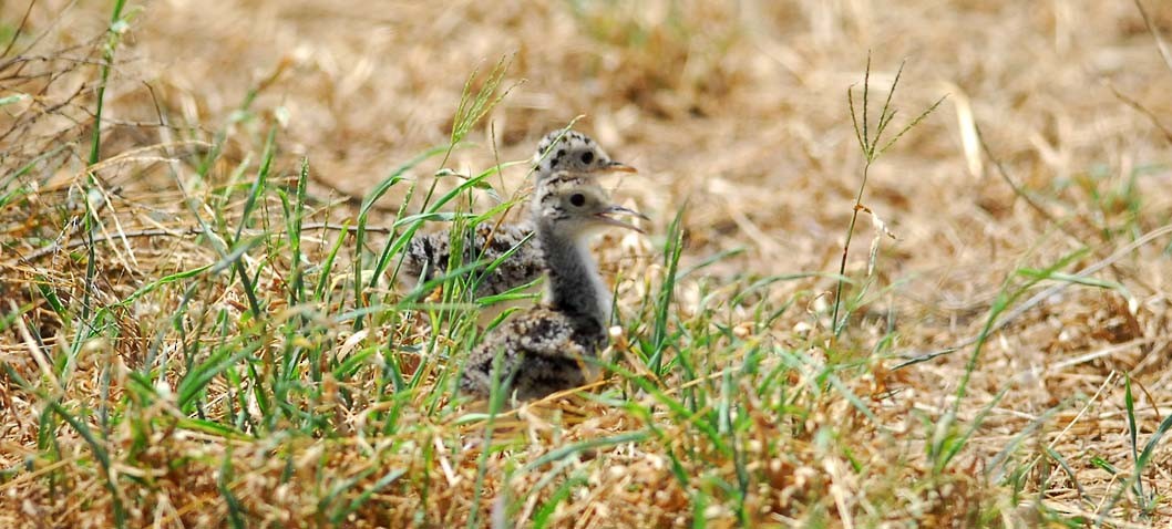 Upland Sandpiper - ML63831881