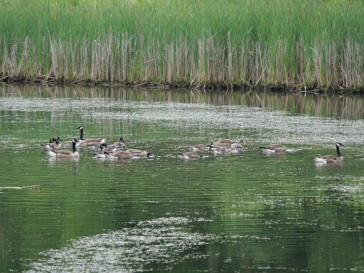 Canada Goose - ML638318816