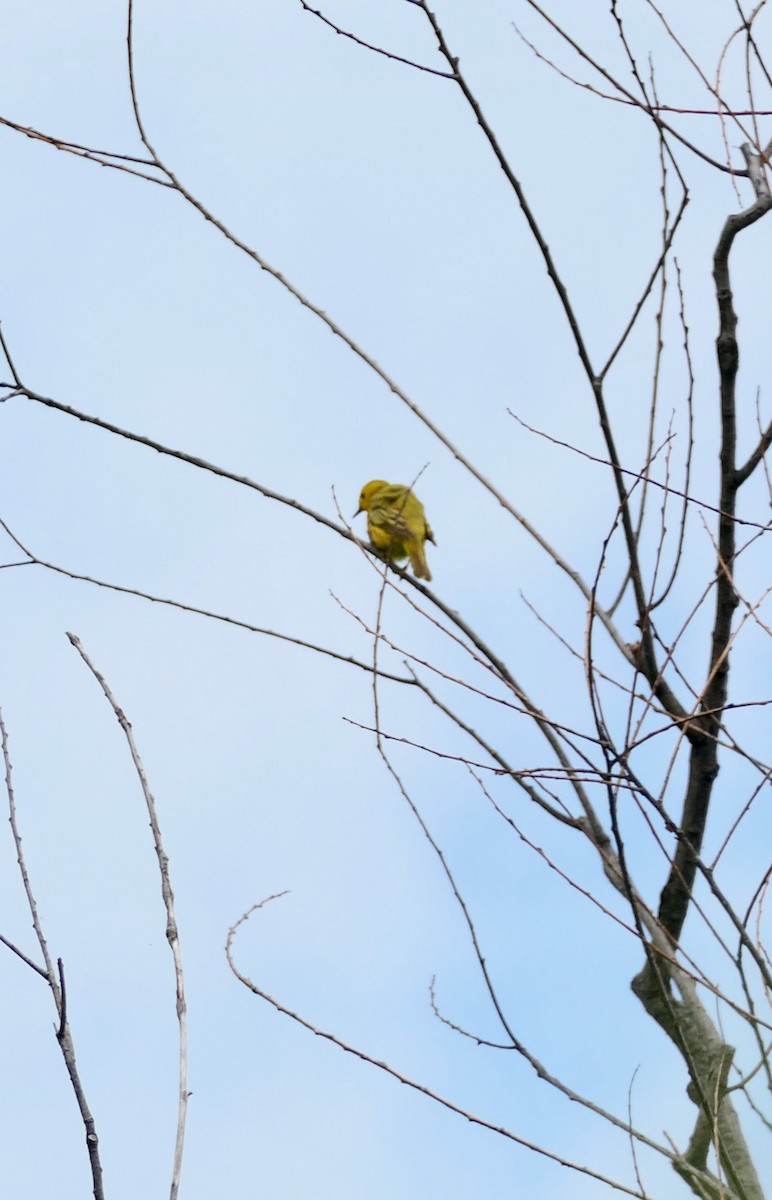 Paruline jaune - ML638318827