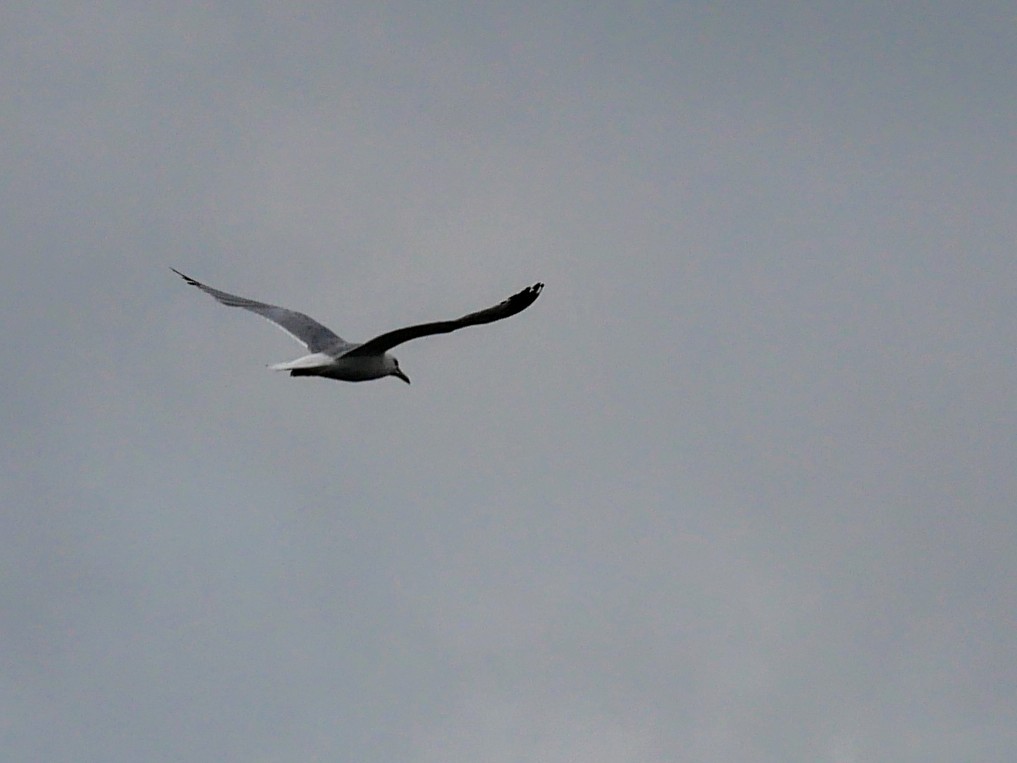 Ring-billed Gull - ML638318830