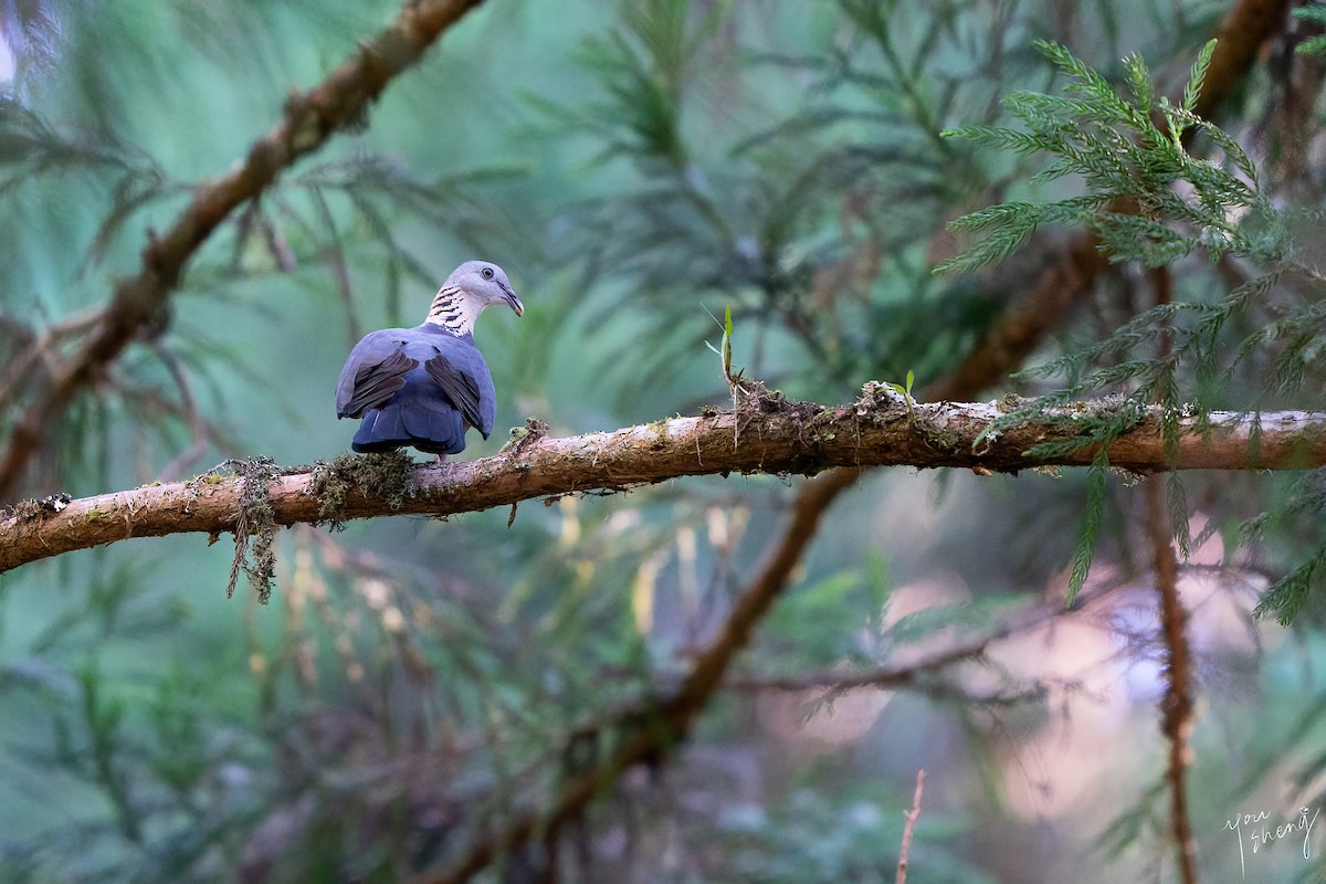 Ashy Wood-Pigeon - ML638318844