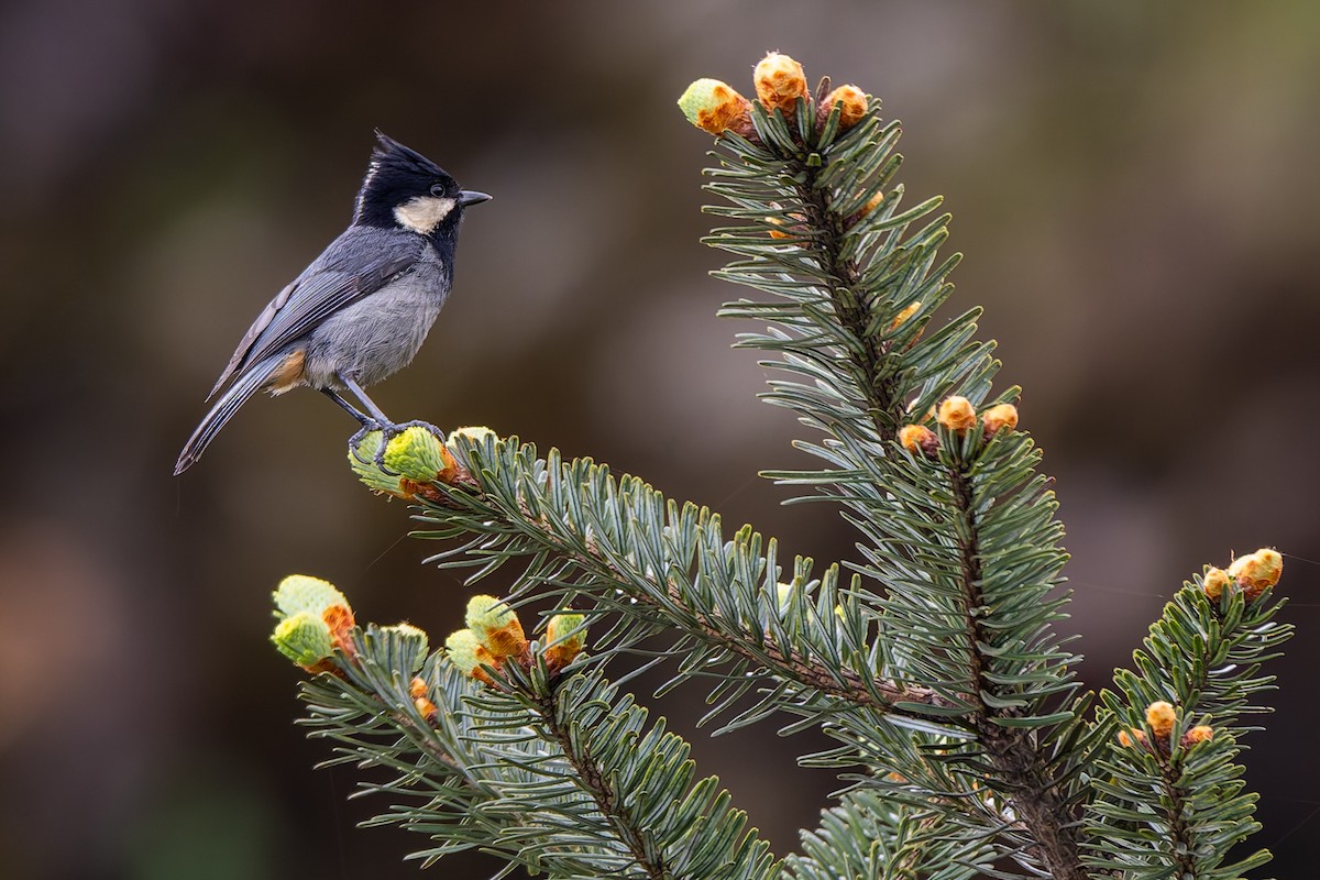 Rufous-vented Tit - ML638318846
