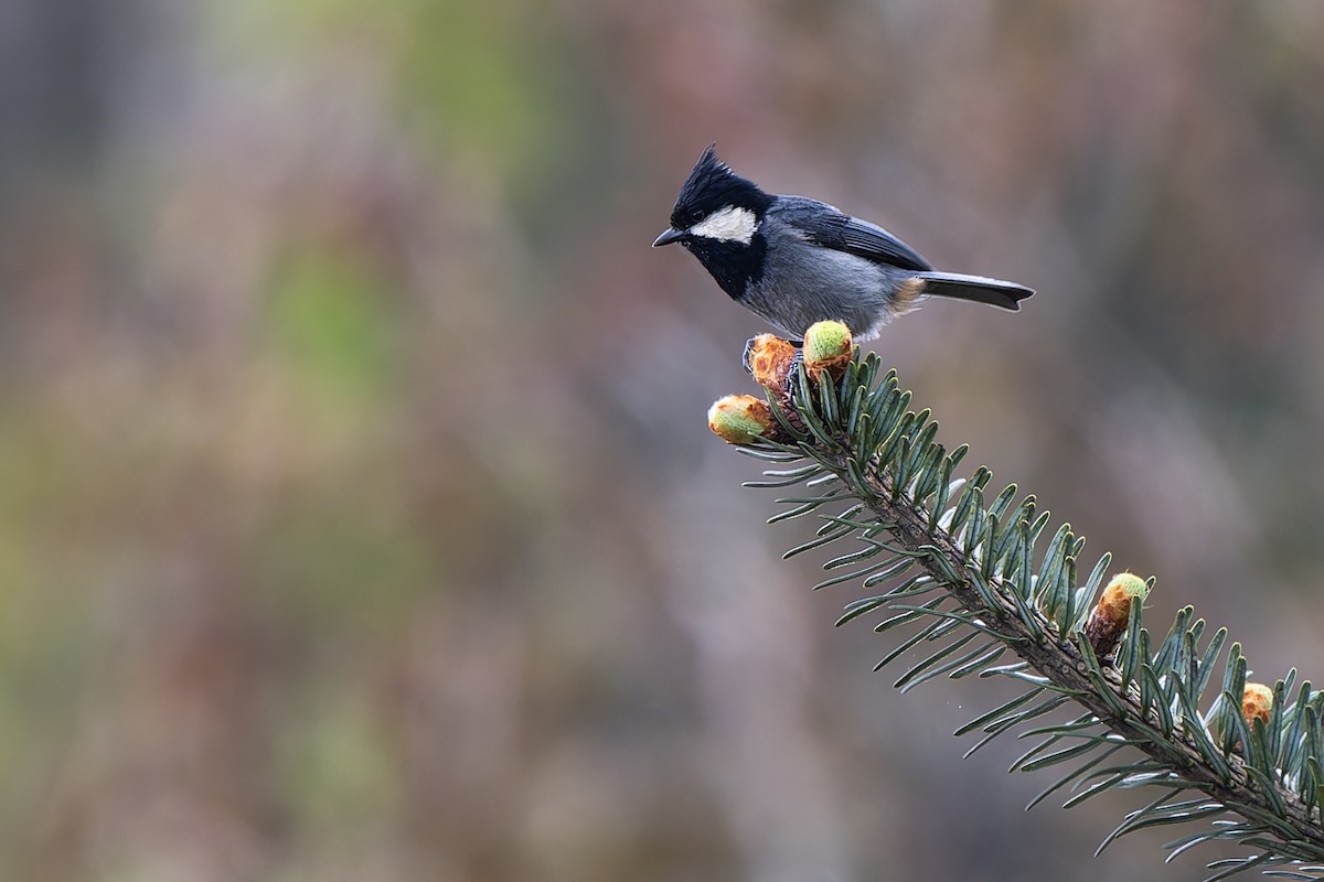 Rufous-vented Tit - ML638318859