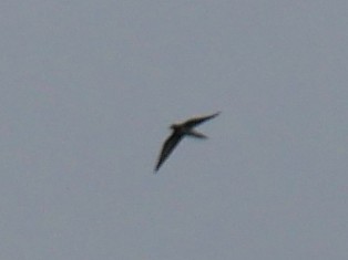 Barn Swallow - ML638318860