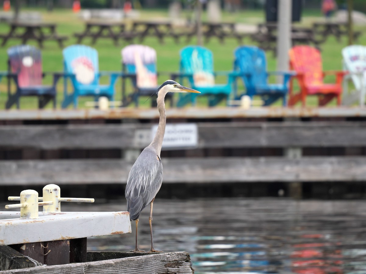 Great Blue Heron - ML638318862