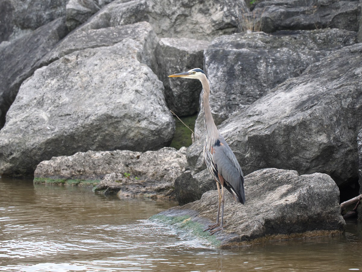 Great Blue Heron - ML638318863