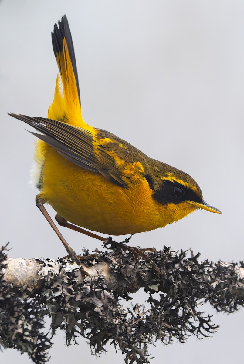 Golden Bush-Robin - ML638318867