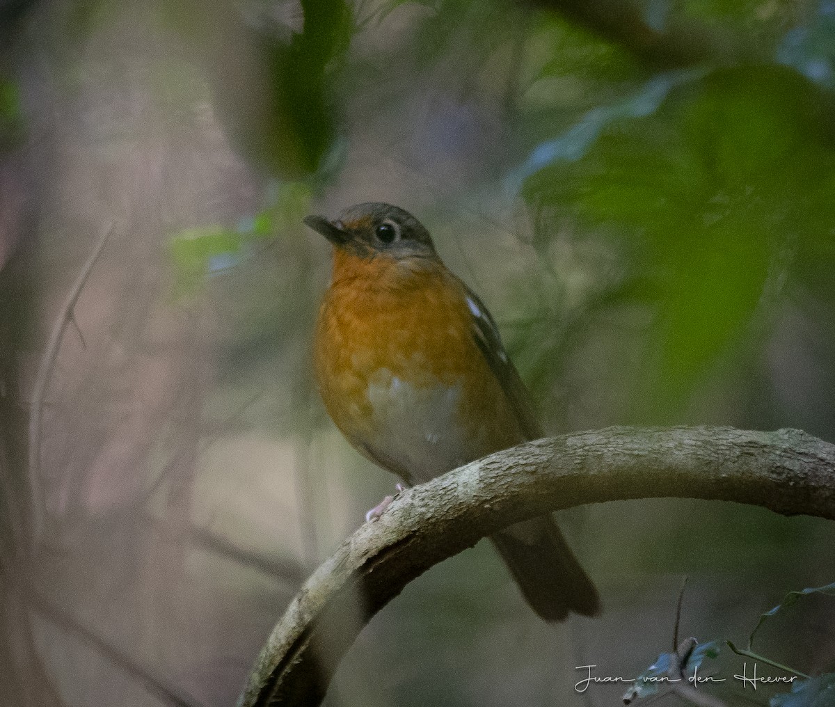 Orange Ground-Thrush - ML638318868