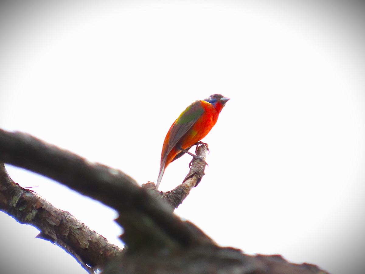 Painted Bunting - ML638318872