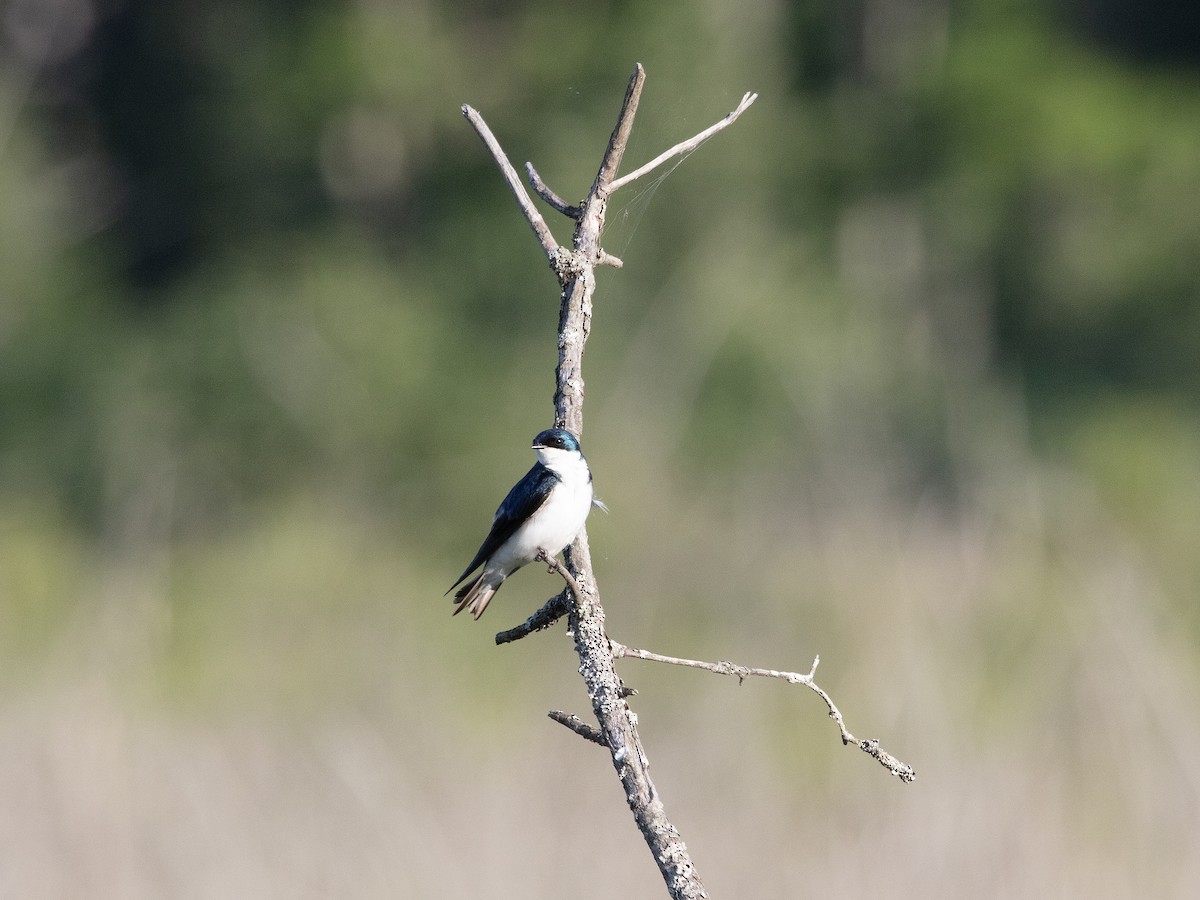 Tree Swallow - ML638318890