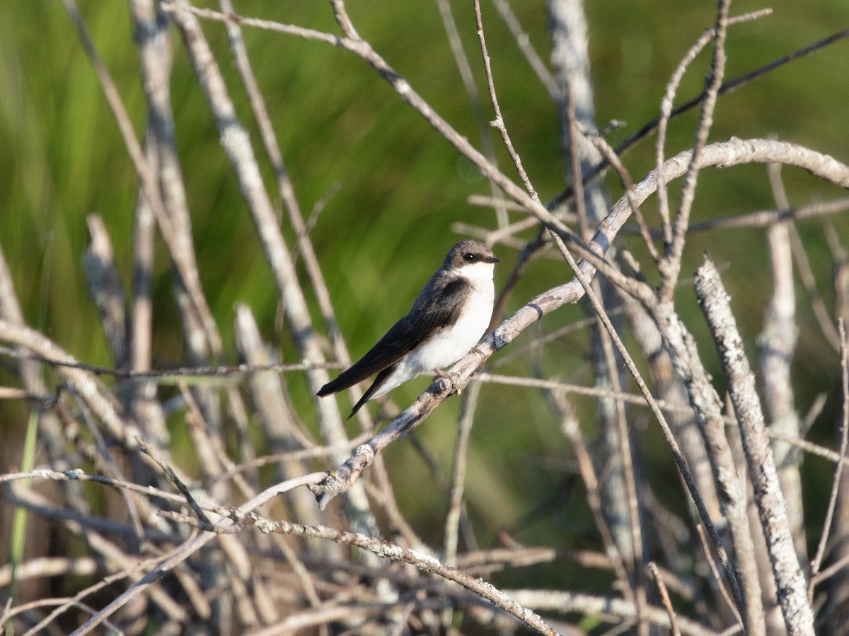 Tree Swallow - ML638318891
