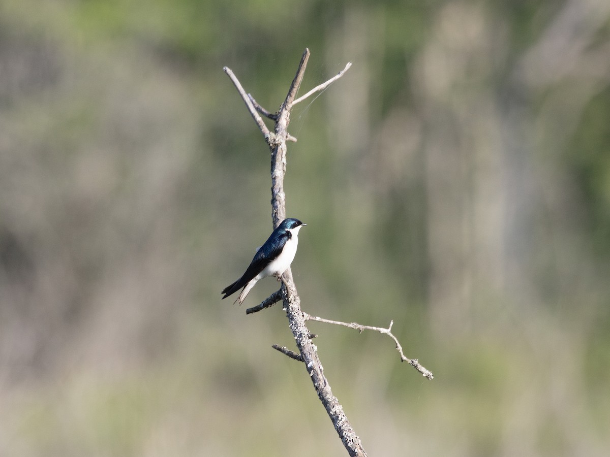 Tree Swallow - ML638318892