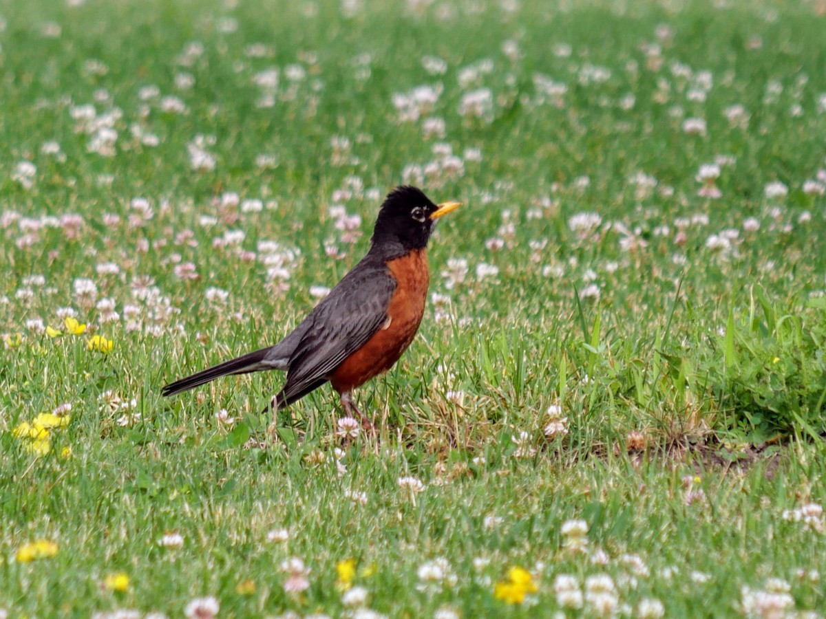 American Robin - ML638318898
