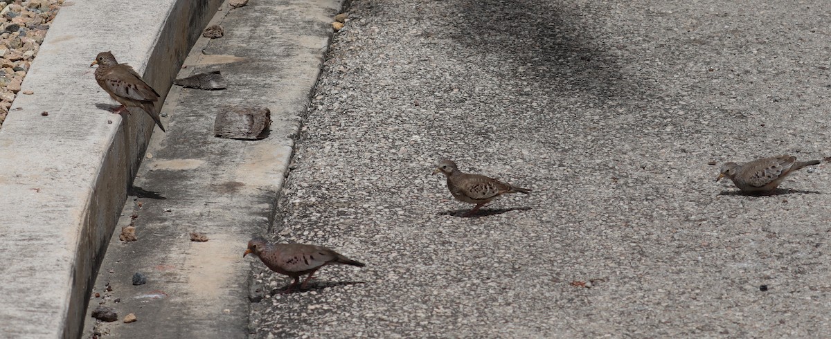 Common Ground Dove - ML638318901