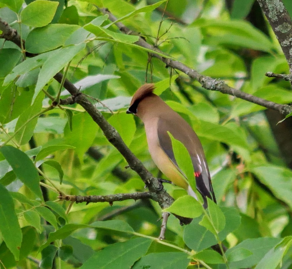 Cedar Waxwing - ML638318906
