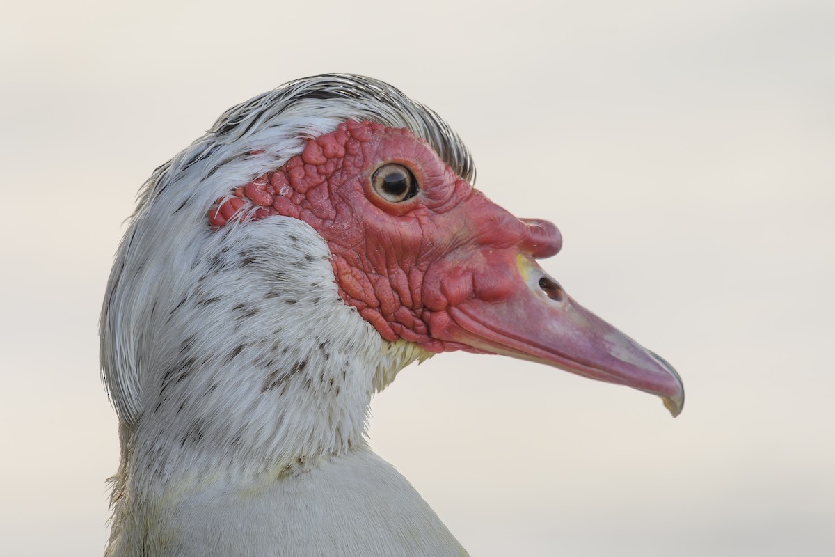 Canard musqué (forme domestique) - ML638318912