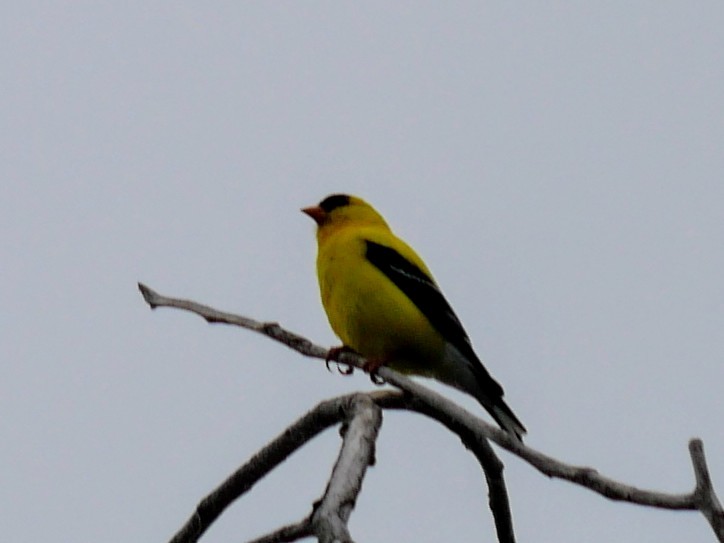 American Goldfinch - ML638318913