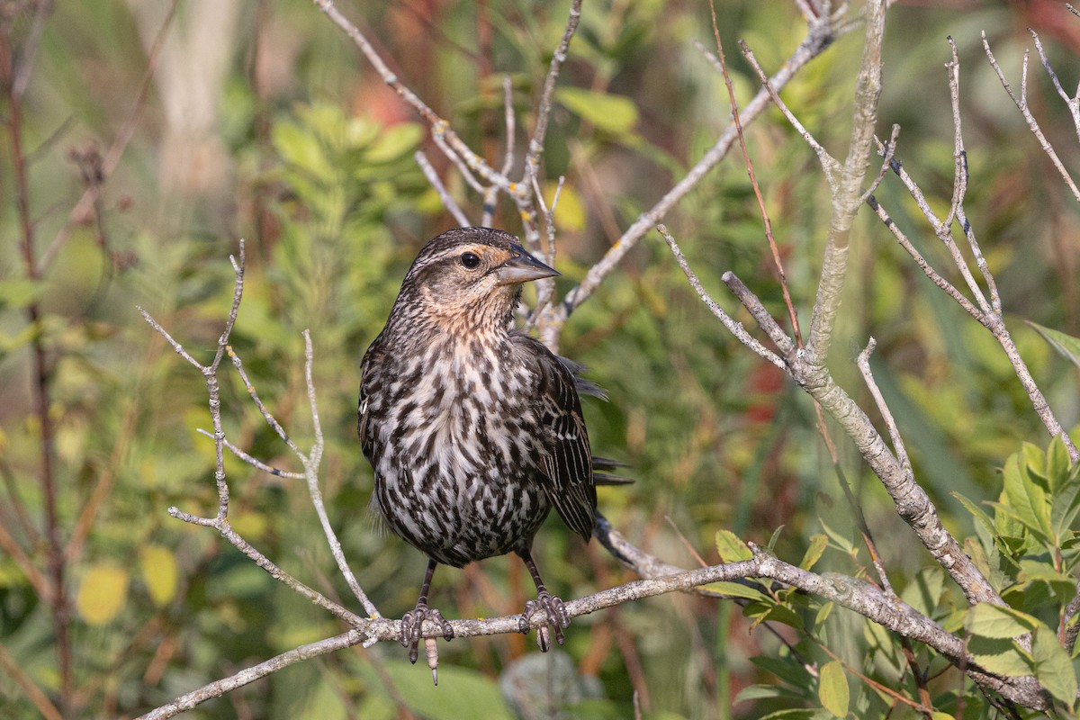 Red-winged Blackbird (Red-winged) - ML638318917