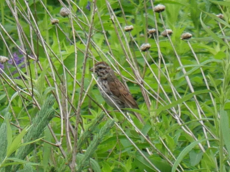 Song Sparrow - ML638318918