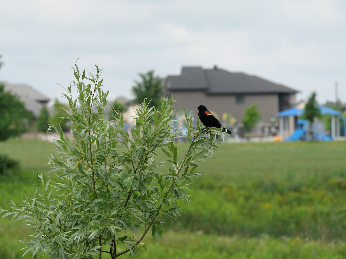 Red-winged Blackbird - ML638318920
