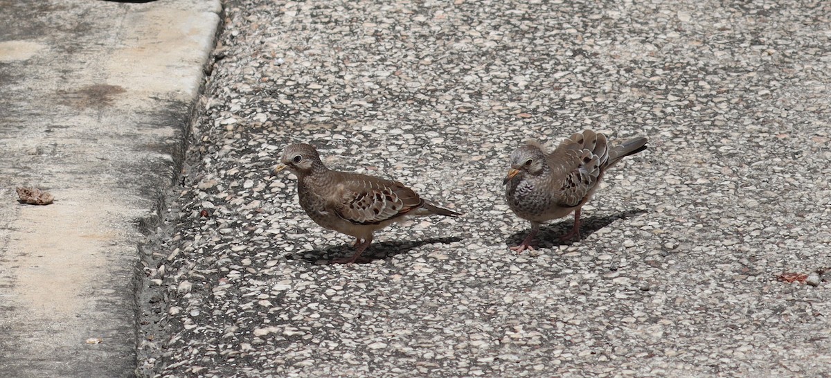 Common Ground Dove - ML638318925