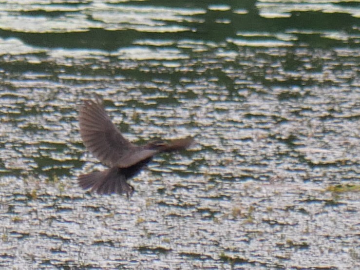 Common Grackle - ML638318926