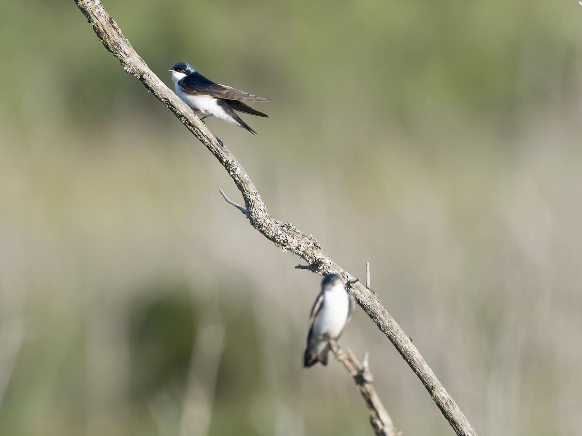 Tree Swallow - ML638318928
