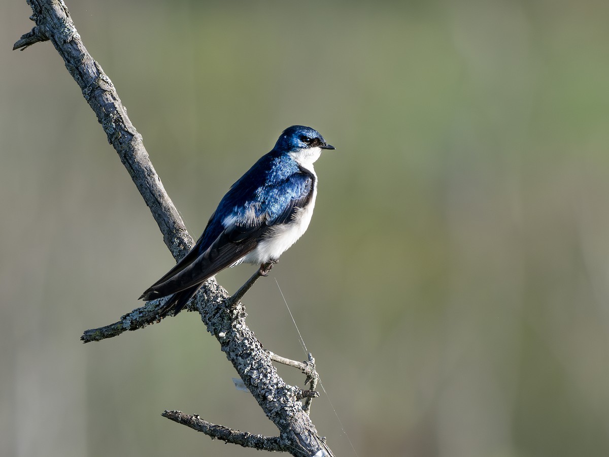 Tree Swallow - ML638318929