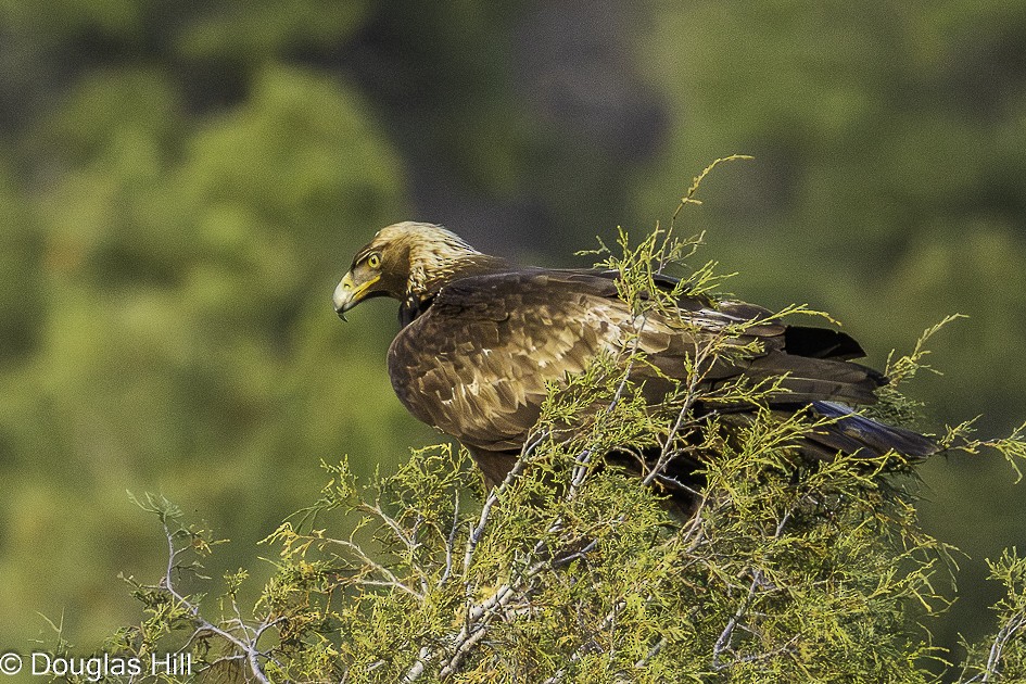 Aquila reale - ML638318930