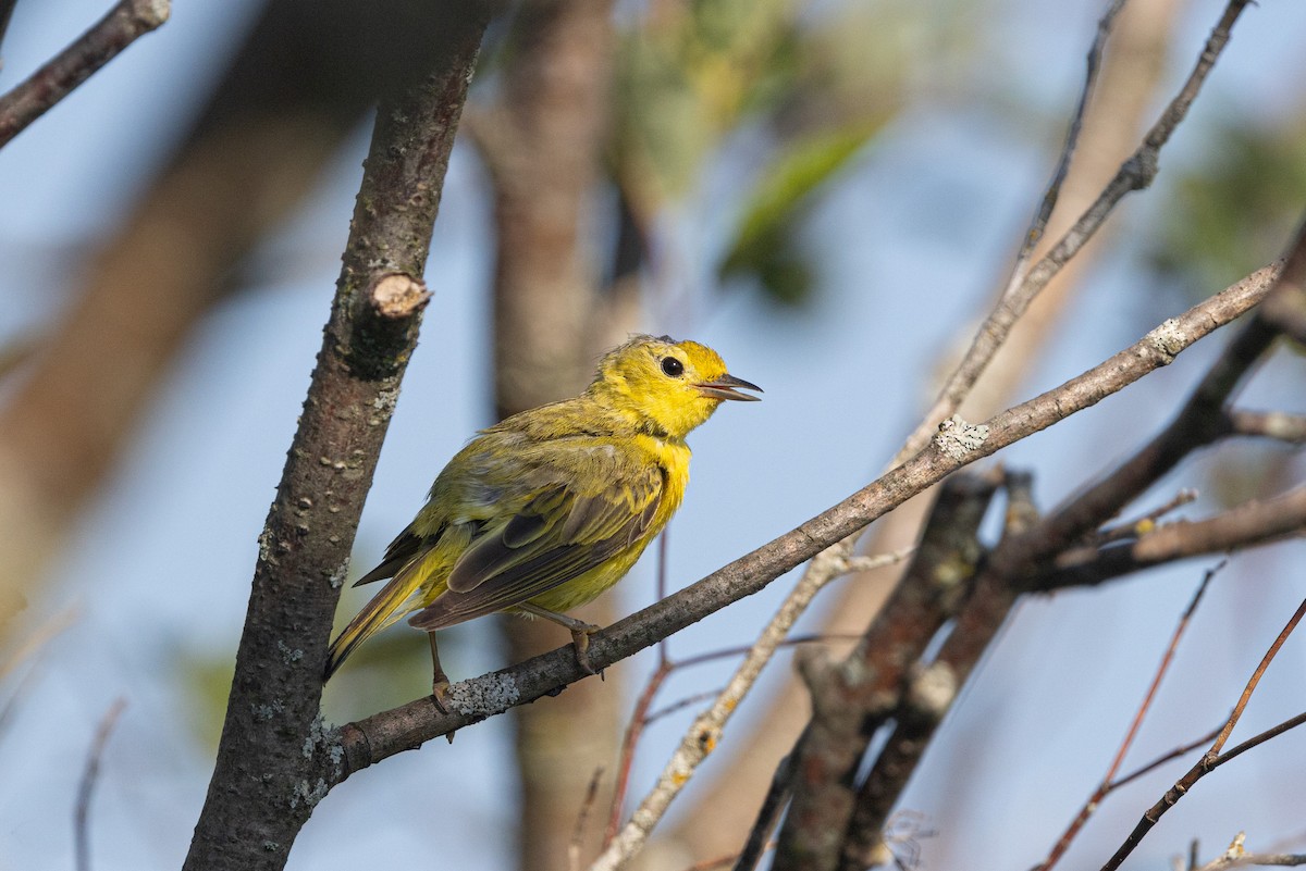 Yellow Warbler (Northern) - ML638318932