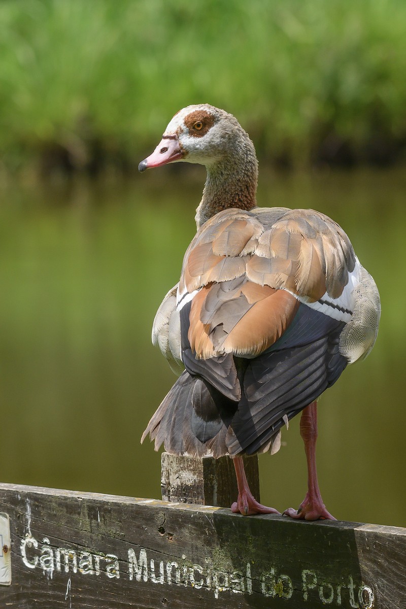 Egyptian Goose - ML638318939