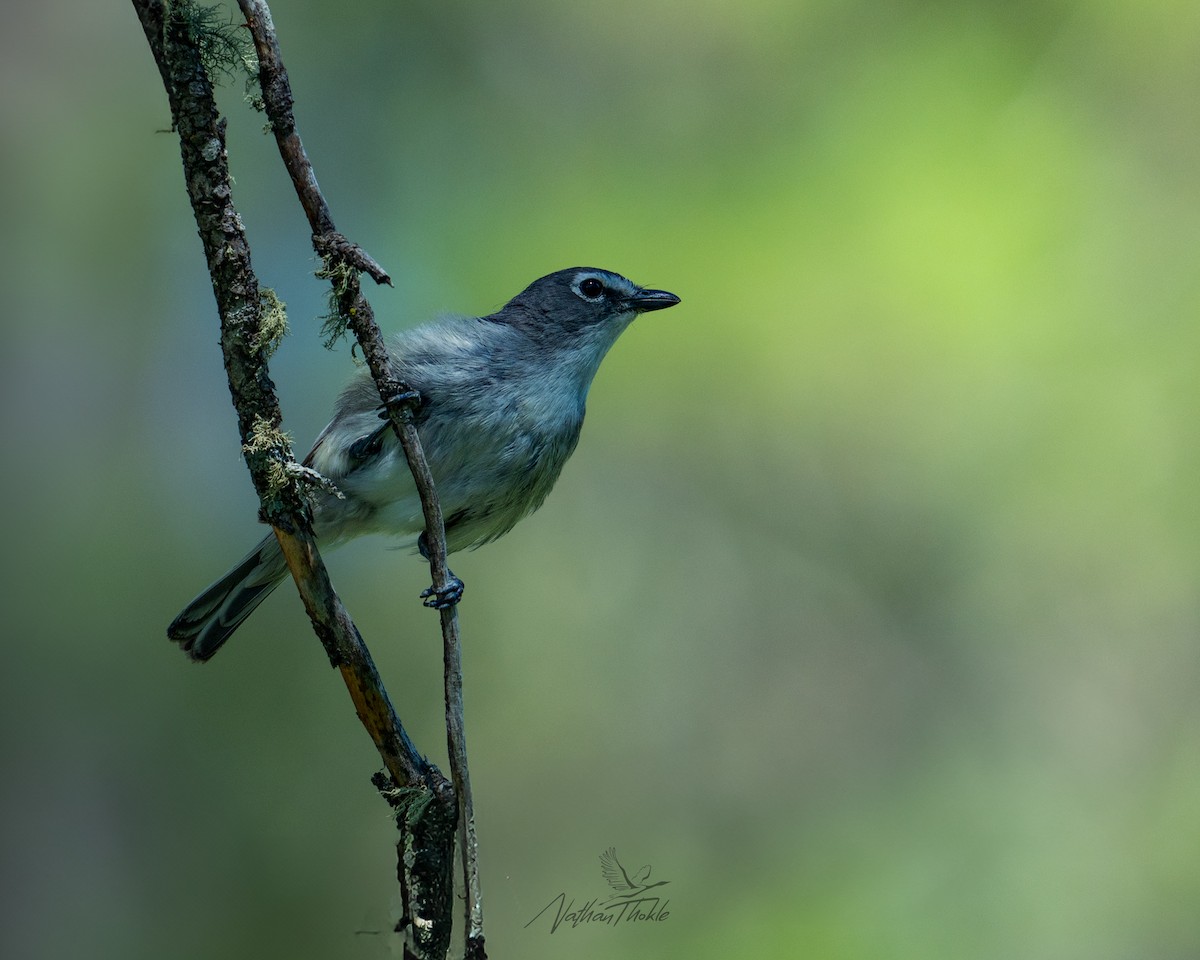 Plumbeous Vireo - ML638318943