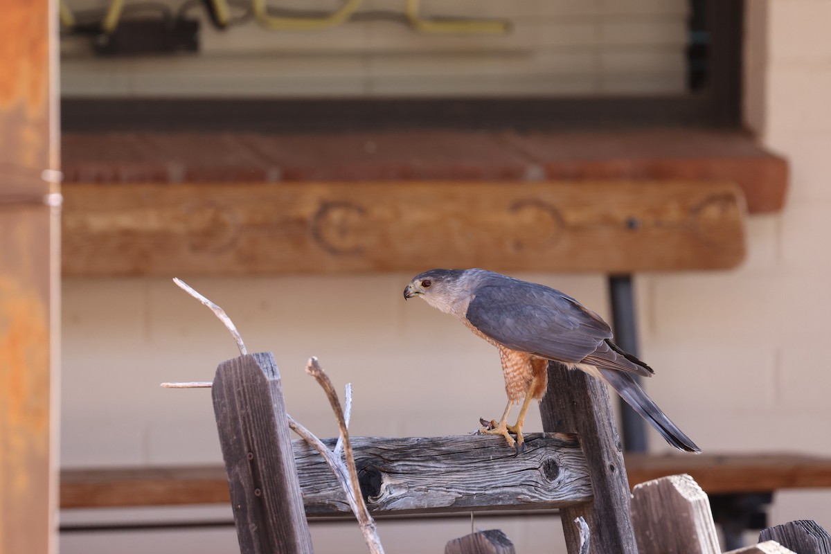 Cooper's Hawk - ML638318944
