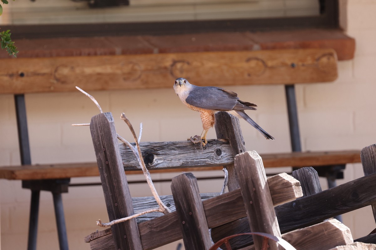 Cooper's Hawk - ML638318945