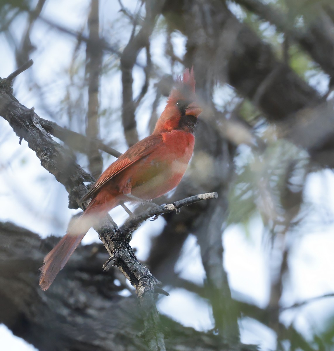 Northern Cardinal - ML638318946