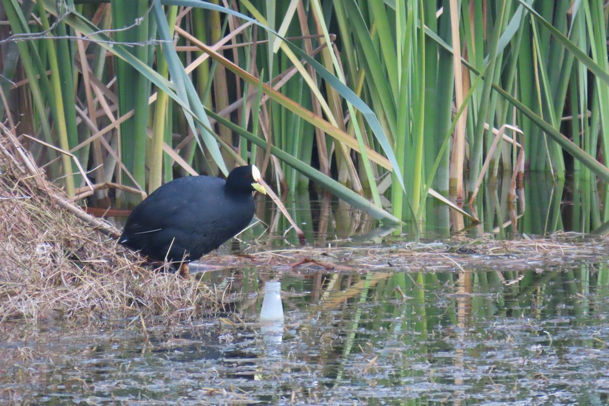 Red-gartered Coot - ML638318957