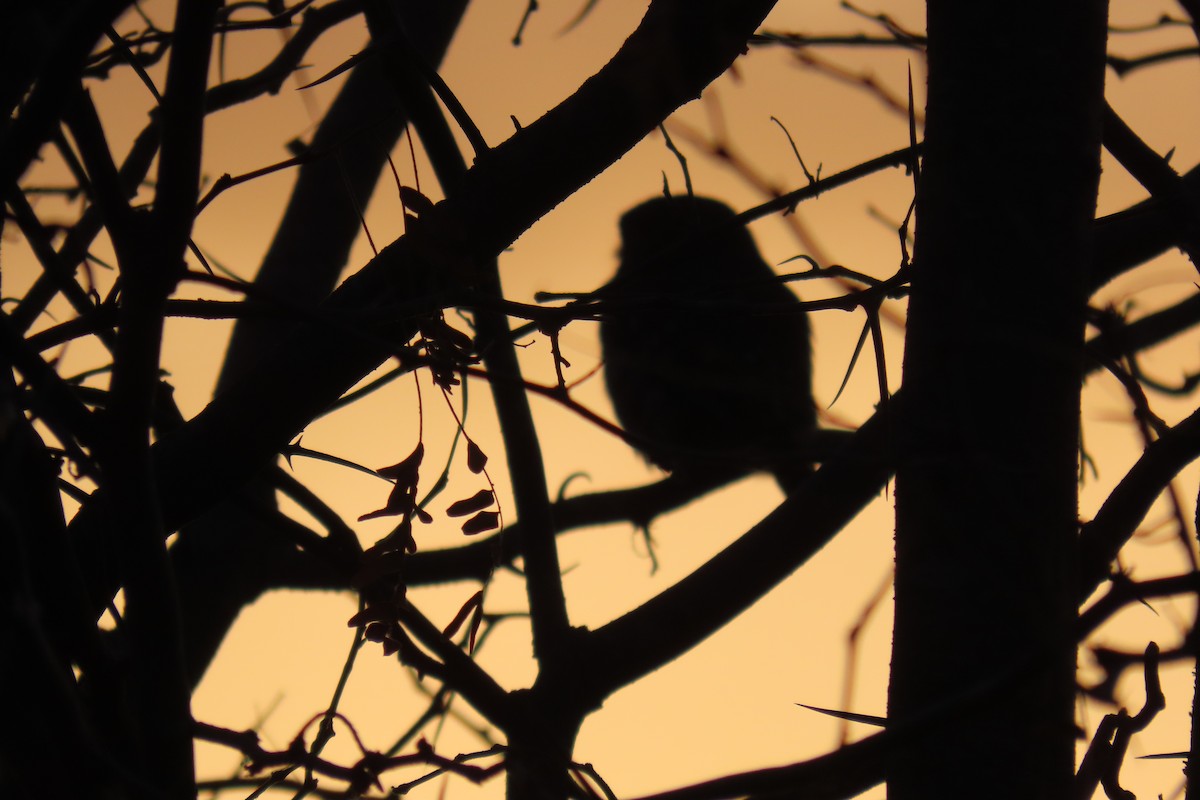 Ferruginous Pygmy-Owl - ML638318969