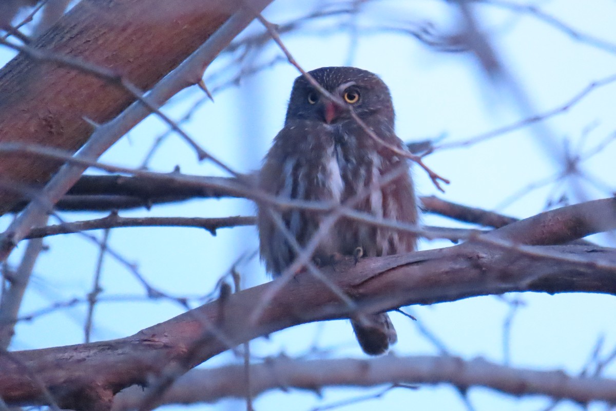 Ferruginous Pygmy-Owl - ML638318970