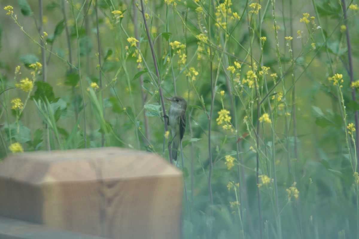 Eastern Wood-Pewee - ML638318974