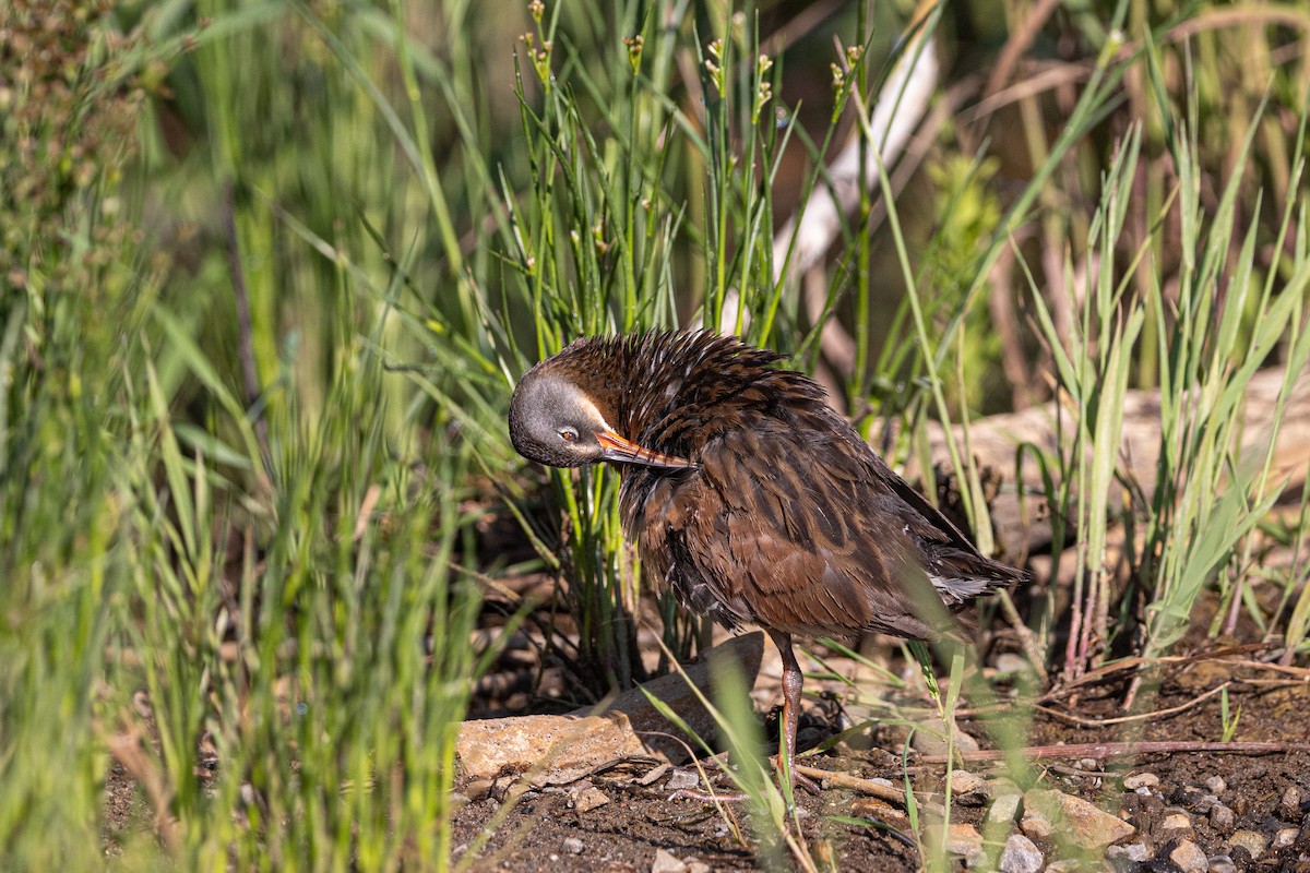 Virginia Rail - ML638318975
