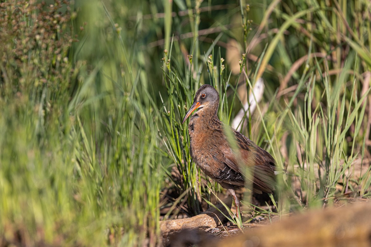 Virginia Rail - ML638318977
