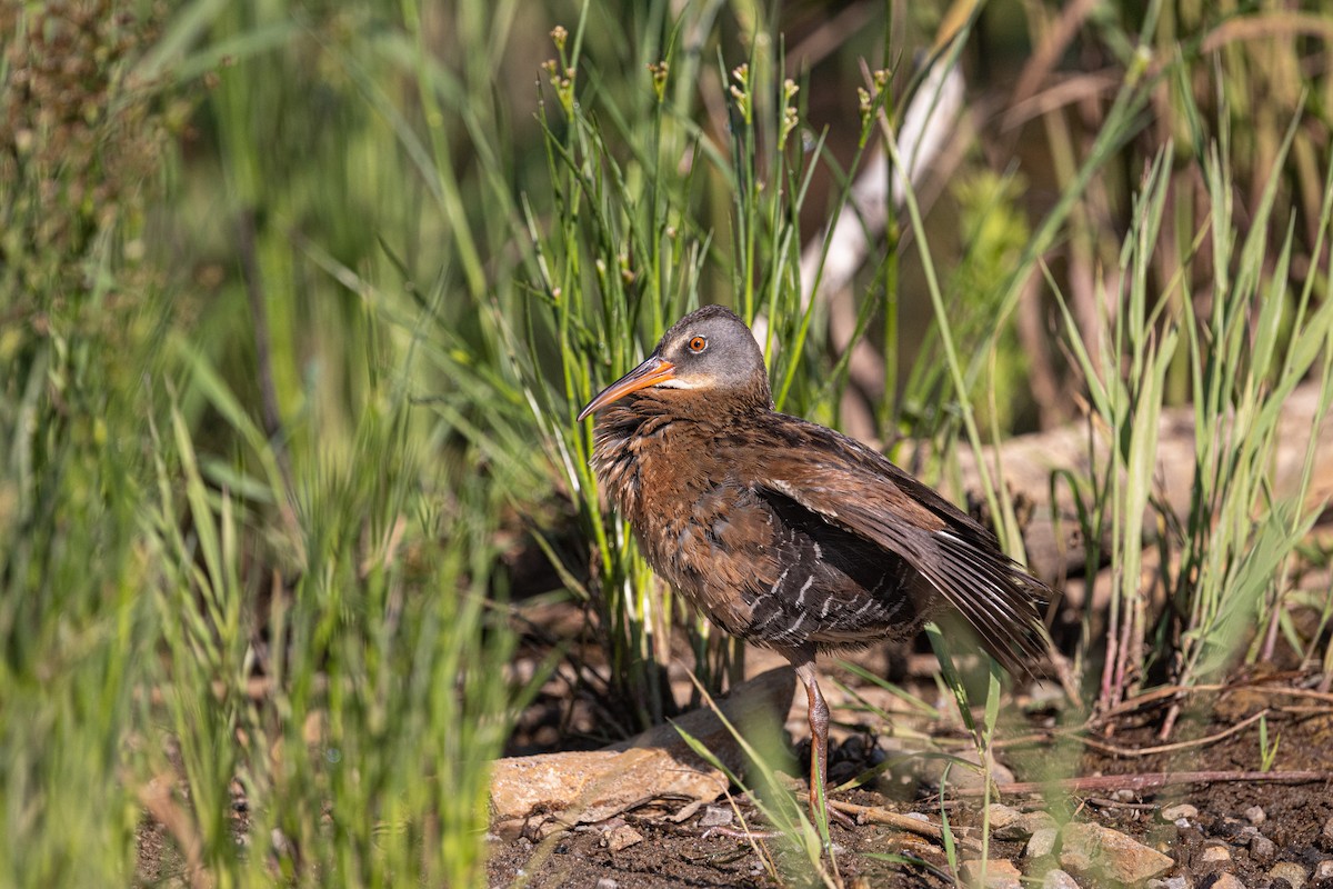 Virginia Rail - ML638318978